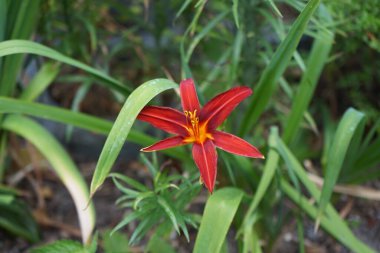 Hemerocallis x cultorum 'Kızıl Korsan' Temmuz 'da çiçek açıyor. Zambak, Hemerocallis familyasından Asphodelaceae familyasına ait bir çiçek bitkisidir. Berlin, Almanya 