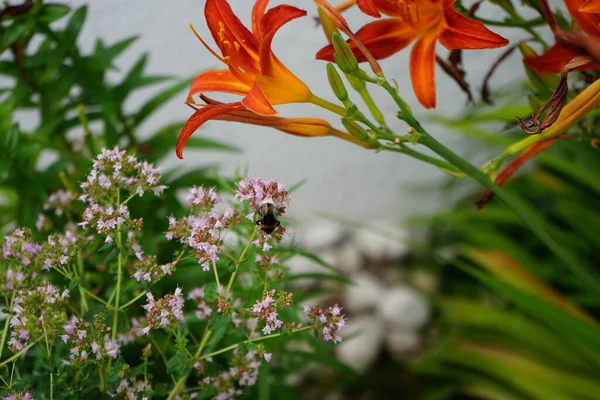 バンブルビーボンバスのテラスはオレガノの花の上にあり 7月にはヘメロカリスフルヴァの花の隣にあります バンブルビー Bombus Terrestris バンブルビー バンブルビー種の中で最も数が多い種の一つである ドイツ ベルリン — ストック写真