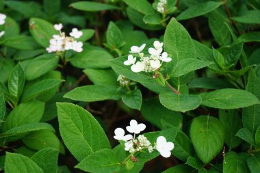 Hydrangea panikleyerek 'Pinky-Winky' çiçeklerini Temmuz ayında bahçede açar. Ortanca paniklemesi (