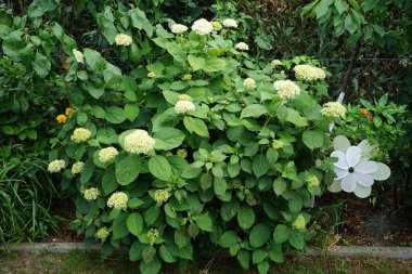 Ortanca ağaçlarının çiçekleri Temmuz ayında bahçede açar. Hydrangea arborescens, Hydrangeae familyasından bir bitki türü olup, genellikle ortanca, yabani ortanca, yedi ağaç kabuğu veya bazı durumlarda koyun çiçeği olarak bilinir. Berlin, Almanya