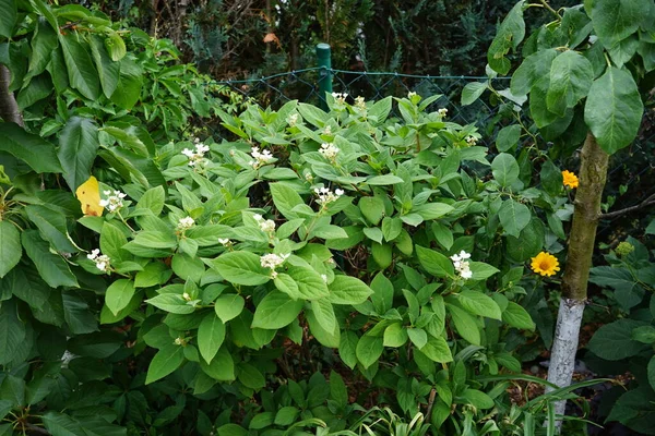Hydrangea Paniculata Pinky Winky Florece Julio Jardín Hydrangea Paniculata Una —  Fotos de Stock
