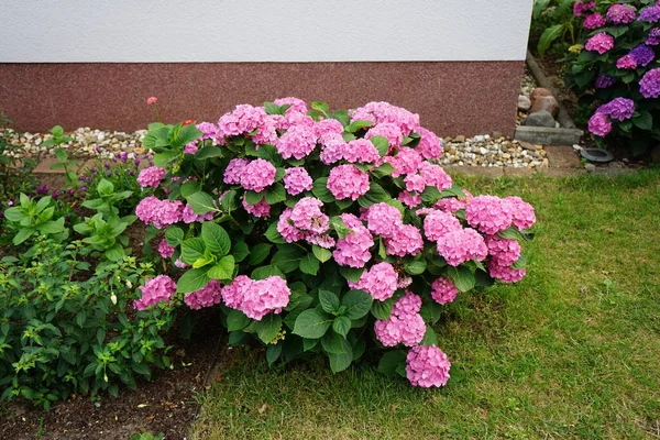 Hydrangea makrophylla temmuzda bahçede pembe-mor çiçeklerle çiçek açar. Hydrangea makrophylla, Hydrangeaceae familyasından bir bitki türü. Berlin, Almanya