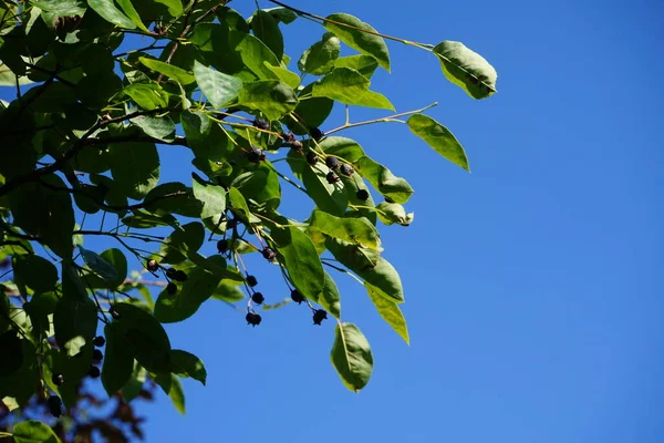 Amelanchier Lamarckii Érett Gyümölcsökkel Júliusban Amelanchier Lamarckii Juneberry Service Eberry — Stock Fotó