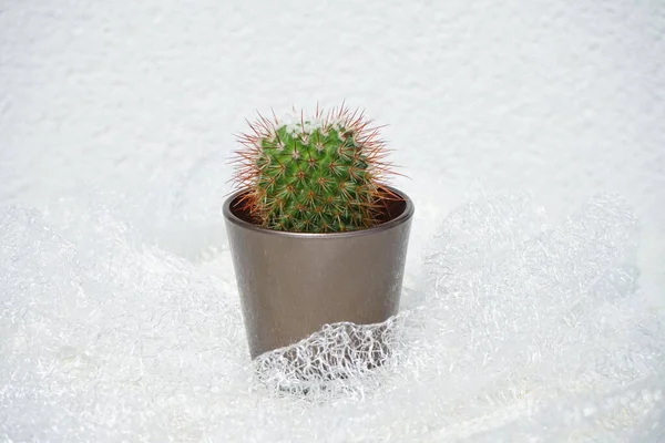 Mammillaria Bocensis Cactus Растет Цветочном Горшке Июле Маммиллярия Является Одним — стоковое фото
