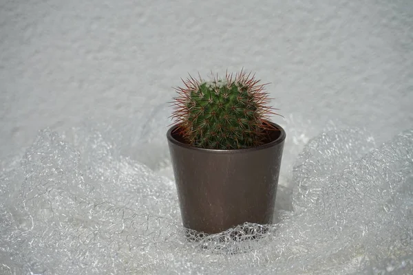 Mammillaria Bocensis Cactus Растет Цветочном Горшке Июле Маммиллярия Является Одним — стоковое фото