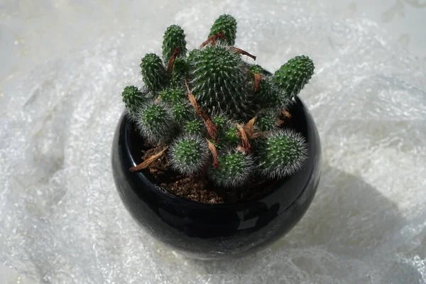 Cactus Rebutia Con Fiori Arancio Sbiaditi Cresce Vaso Fiori Luglio — Foto Stock