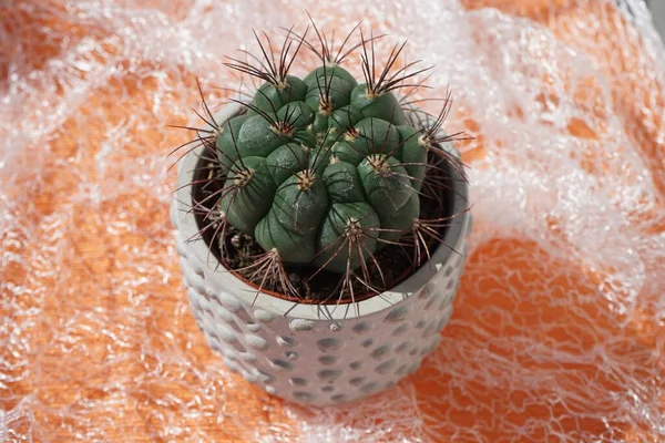 Gymnocalycium Saglionis Pousse Dans Pot Fleurs Juillet Gymnocalycium Saglionis Cactus — Photo