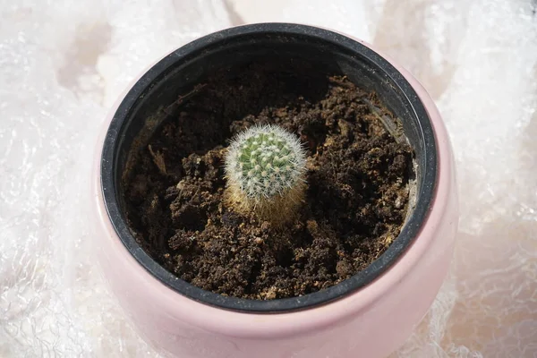 Июле Цветочном Горшке Растет Mammillaria Ernestii Albispina Cactus Маммиллярия Является — стоковое фото