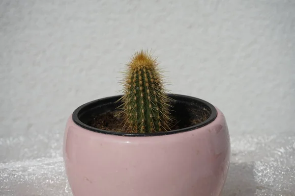 Micranthocereus Auriazureus Grows Flower Pot July Micranthocereus Auriazureus Species Cactus — Stock Photo, Image