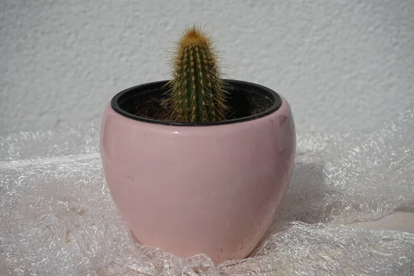 Micranthocereus Auriazureus Groeit Juli Een Bloempot Micranthocereus Auriazureus Een Cactussoort — Stockfoto