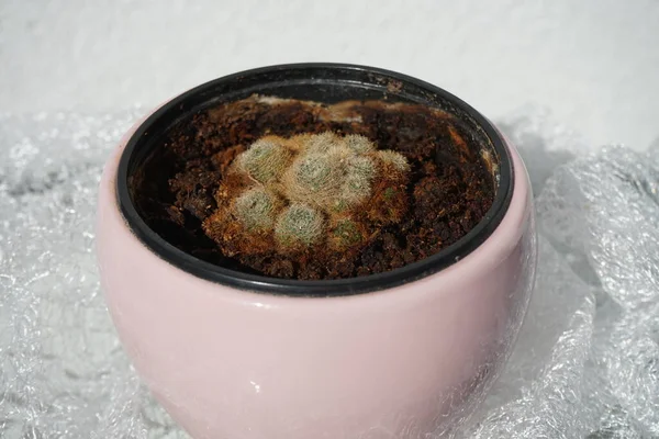 Mammillaria Cactus Poussent Dans Pot Fleurs Juillet Mammillaria Est Des — Photo