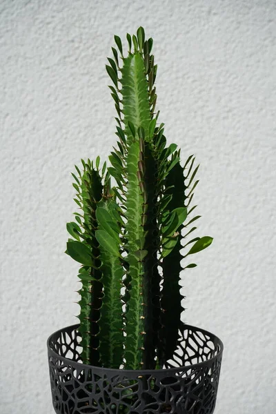 七月的时候 菊花长在花盆里 非洲乳树 大教堂仙人掌 Cathedral Cactus 或称深山仙人掌 是一种开花植物 德国柏林 — 图库照片