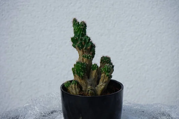 Cereus Repandus Syn Cereus Peruvianus Cactus Manzana Peruano Cactus Gigantes —  Fotos de Stock