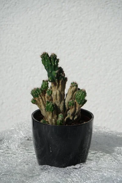 Cereus Repandus Syn Cereus Peruvianus Cactus Péruvien Pomme Cactus Géant — Photo