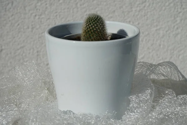 Mammillaria Cactus Cresce Vaso Fiori Nel Mese Luglio Mammillaria Uno — Foto Stock
