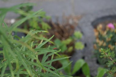 Kırmızı böcek Lilioceris lilii, Temmuz ayında Lilium regale 'Albümü' nün bir yaprağının üzerinde oturur. Zambaklar ve diğer soğanlı bitkiler olan Lilioceris lii, Chrysomelidae familyasına ait bir böcek türüdür. Berlin, Almanya 