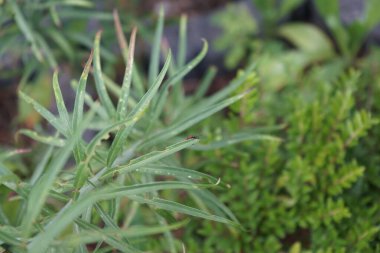 Kırmızı böcek Lilioceris lilii, Temmuz ayında Lilium regale 'Albümü' nün bir yaprağının üzerinde oturur. Zambaklar ve diğer soğanlı bitkiler olan Lilioceris lii, Chrysomelidae familyasına ait bir böcek türüdür. Berlin, Almanya 