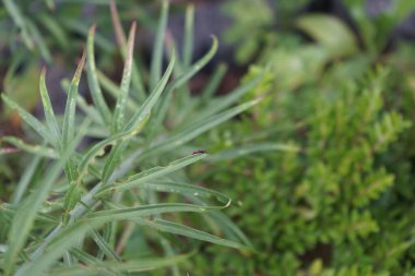 Kırmızı böcek Lilioceris lilii, Temmuz ayında Lilium regale 'Albümü' nün bir yaprağının üzerinde oturur. Zambaklar ve diğer soğanlı bitkiler olan Lilioceris lii, Chrysomelidae familyasına ait bir böcek türüdür. Berlin, Almanya 