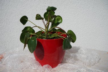 Çiçek saksısında büyüyen Pilea peperomioidleri. Pilea peperomioides, Çin para santrali, UFO bitkisi, gözleme bitkisi, sol bitki veya misyoner bitkisi, Urticaceae familyasından bir bitki türüdür. Berlin, Almanya