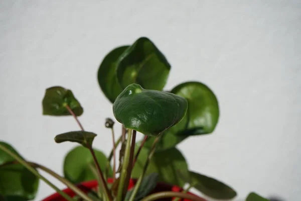 Pilea Peperomioides Wächst Einem Blumentopf Pilea Peperomioides Die Chinesische Geldpflanze — Stockfoto