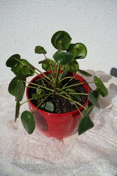 Pilea Peperomioides Growing Flower Pot Pilea Peperomioides Chinese Money Plant — Stock Photo, Image