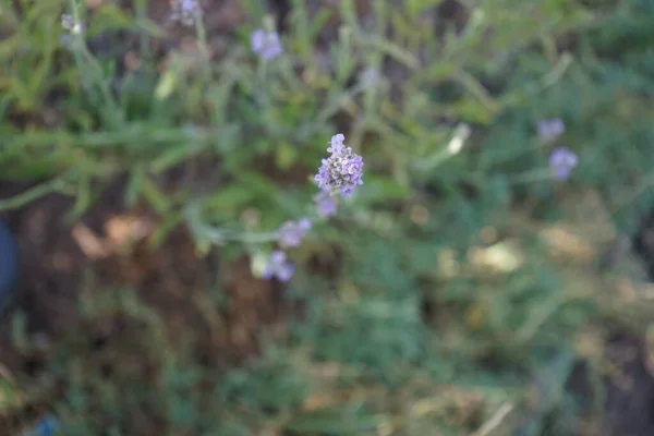 Lavender Blooms July Lavandula Common Name Lavender Species Flowering Plants — Stock Photo, Image