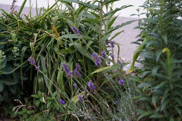 Lavandula Angustifolia Hidcote Blommar Trädgården Juli Lavandula Lavendel Art Blommande — Stockfoto
