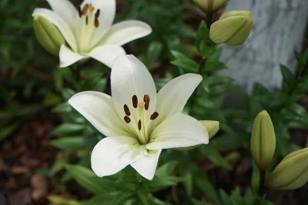 Lírio Asiático Lilium Navona Floresce Julho Jardim Lilium Género Botânico — Fotografia de Stock