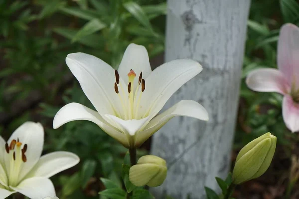 Lírio Branco Lilium Asiaticum Navona Lírio Rosa Lilium Hybridum Algarve — Fotografia de Stock