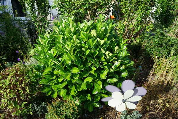 stock image Prunus laurocerasus in the garden in July. Prunus laurocerasus, also known as cherry laurel, common laurel and sometimes English laurel, is an evergreen species of cherry Prunus. Berlin, Germany