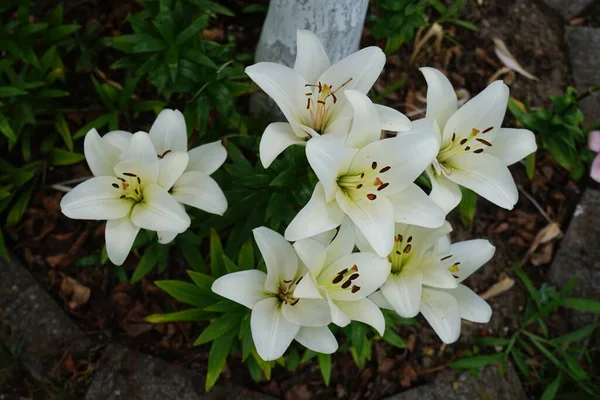 アジアのユリ リリウム ナヴォーナ 庭で7月に咲きます リリウム 真のユリは 球根から成長する草本の開花植物の属であり すべてが大きな顕著な花を咲かせます ドイツ ベルリン — ストック写真