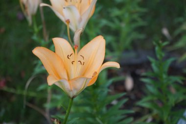 Açık turuncu zambaklar temmuzda bahçede çiçek açar. Lilium, gerçek zambaklar, büyük, belirgin çiçekleri olan, ampullerden büyüyen bir bitki cinsidir. Berlin, Almanya 