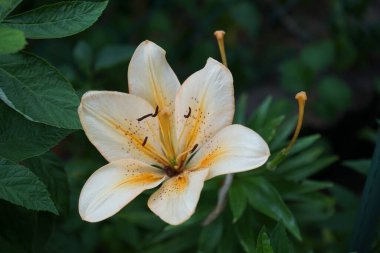 Lilium asiaticum hybrid 'Somon Classic' Haziran 'da bahçede soluk portakal açar. Lilium, otçul çiçekli bir bitki cinsidir ve hepsinde de büyük belirgin çiçekler bulunur. Berlin, Almanya