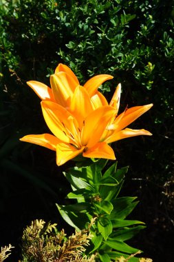 Lilium 'Orange Planet' temmuzda bahçede portakal çiçekleriyle çiçek açar. Lilium, gerçek zambaklar, büyük, belirgin çiçekleri olan, ampullerden büyüyen bir bitki cinsidir. Berlin, Almanya