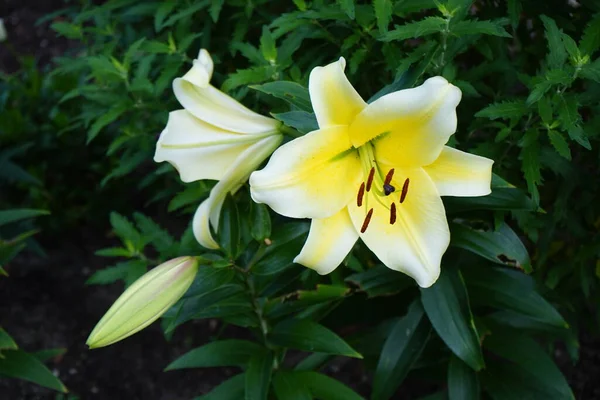 Orientalna Lily Lilium Conca Kwitnie Lipcu Ogrodzie Lilium Prawdziwa Lilia — Zdjęcie stockowe