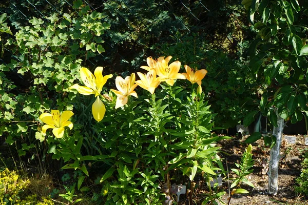Yellow lilies \'Serade\' and orange lilies \'Orange Planet\' bloom in July in the garden. Lilium, true lilies, is a genus of herbaceous flowering plants growing from bulbs, all with large prominent flowers. Berlin, Germany
