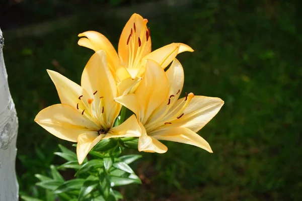 Jasnopomarańczowe Lilie Kwitną Lipcu Ogrodzie Lilium Prawdziwe Lilie Rodzaj Roślin — Zdjęcie stockowe