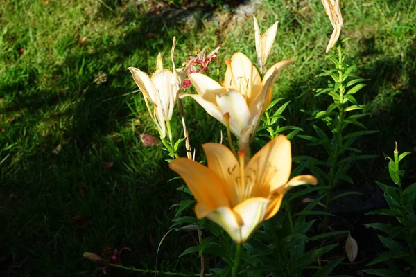 七月花园里开满了淡橙色的百合花 百合花 真正的百合花 是一种生长在球茎上的草本植物 都有大而突出的花朵 德国柏林 — 图库照片