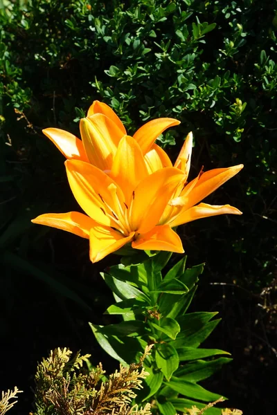 Júliusban Narancssárga Virágokkal Kivirágzik Lilium Orange Planet Kertben Liliom Valódi — Stock Fotó