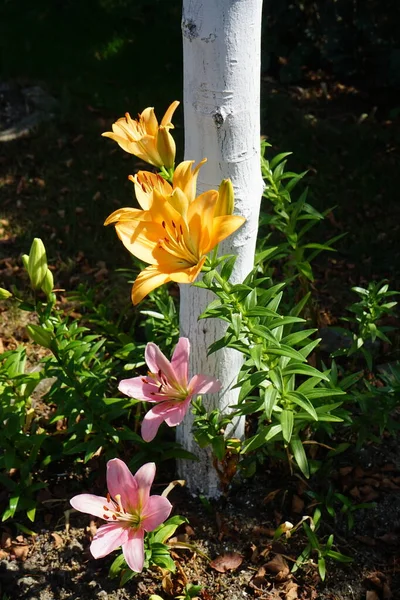 七月份 橙色百合 橙色星球 和粉色百合 阿尔加夫 在花园里盛开 百合花 真正的百合花 是一种生长在球茎上的草本植物 都有大而突出的花朵 — 图库照片