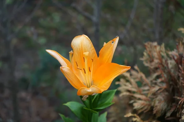 Lilium Orange Temmuzda Bahçede Portakal Çiçekleriyle Çiçek Açar Lilium Gerçek — Stok fotoğraf