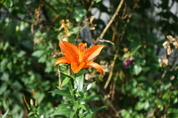 Lilium Asiaticum Brunello Virágzik Mély Narancs Virágok Kertben Júliusban Liliom — Stock Fotó