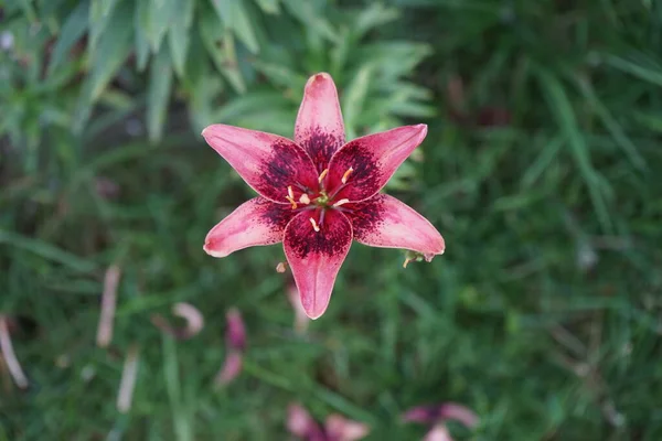 Lilium Hybrida Dot Com Blüht Juli Garten Lilium Echte Lilie — Stockfoto
