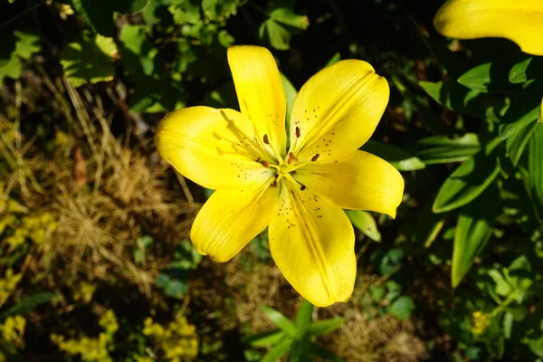 Yellow Lily Lilium Hybrida Golden Pixie Blooms July Garden Lilium —  Fotos de Stock