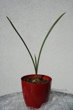 Amaryllis temmuzda bir tencerede büyür. Amaryllis, Amaryllidinae kabilesinin alt kabilesindeki tek cinstir. Berlin, Almanya 