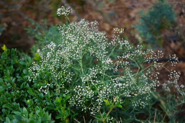 Gypìila, Temmuz 'da panikler. Gypúila paniculata, Caryophyllaceae familyasından bir çicek türü. Berlin, Almanya 