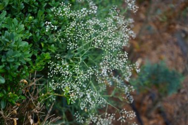 Gypìila, Temmuz 'da panikler. Gypúila paniculata, Caryophyllaceae familyasından bir çicek türü. Berlin, Almanya 