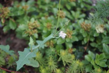 Sonchus arvensis, devedikeni, devedikeni, devedikeni, devedikeni, devedikeni, devedikeni, devedikeni, devedikeni, ağaç dişi devedikeni, papatya familyasından bir devedikeni türü. Berlin, Almanya
