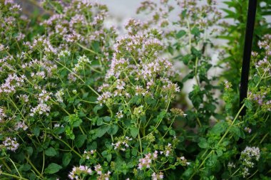 Origanum vulgare temmuzda çiçek açar. Oregano (Origanum vulgare), lamiaceae familyasından bir bitki türü. Berlin, Almanya 