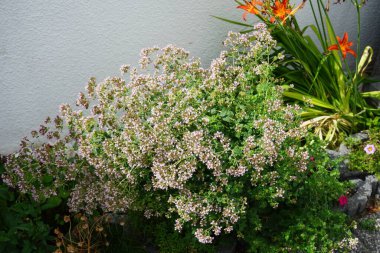 Origanum vulgare temmuzda çiçek açar. Oregano (Origanum vulgare), lamiaceae familyasından bir bitki türü. Berlin, Almanya 